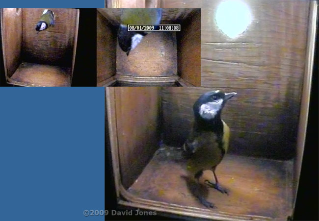 Great Tit female visits nestbox, 8 January