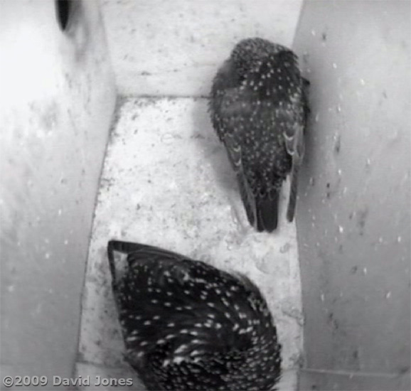 Starling pair roosting