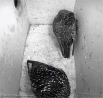 Starling pair roosting