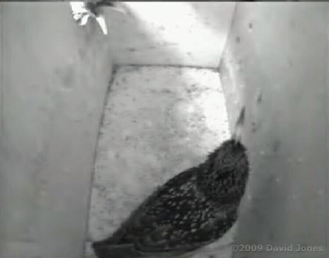 Male Starling resonds to a bird at the entrance