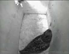 Male Starling resonds to a bird at the entrance