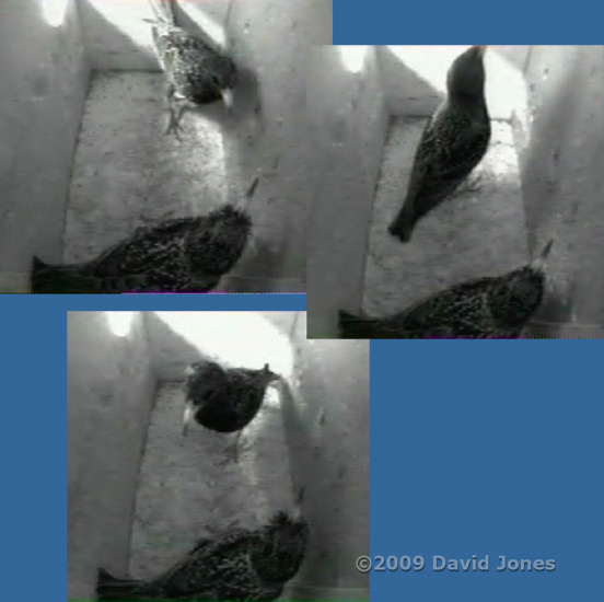 Starling male with intruder