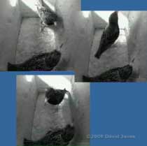 Starling male with intruder