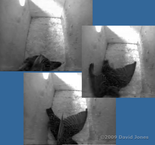 Starling female shuffling