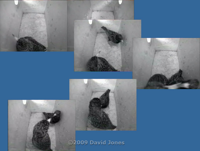 Starling female dominates clash with male - 1