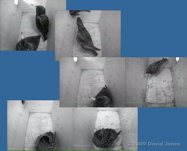 Starling female dominates clash with male - 2