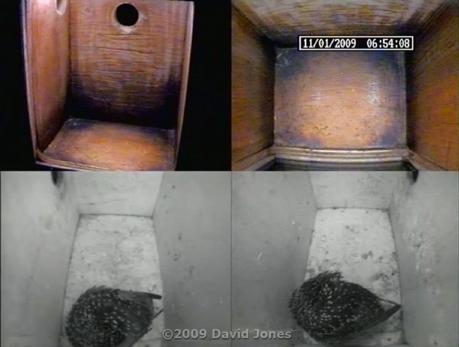 The Starlings before they awoke