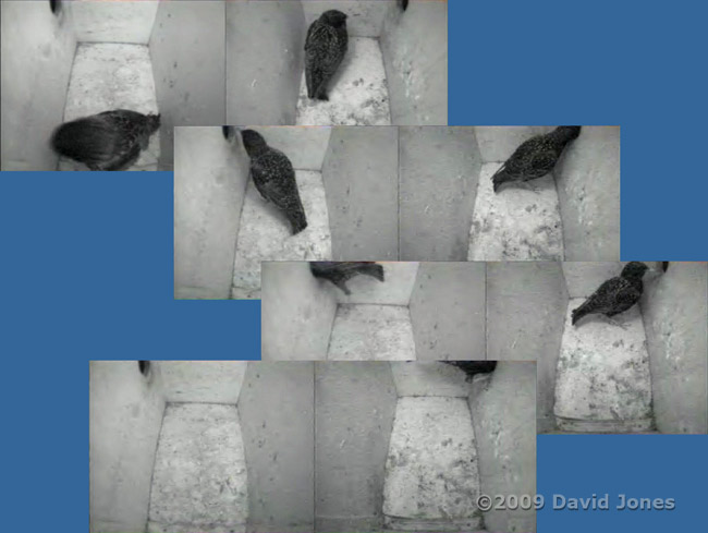 The Starlings leave before dawn