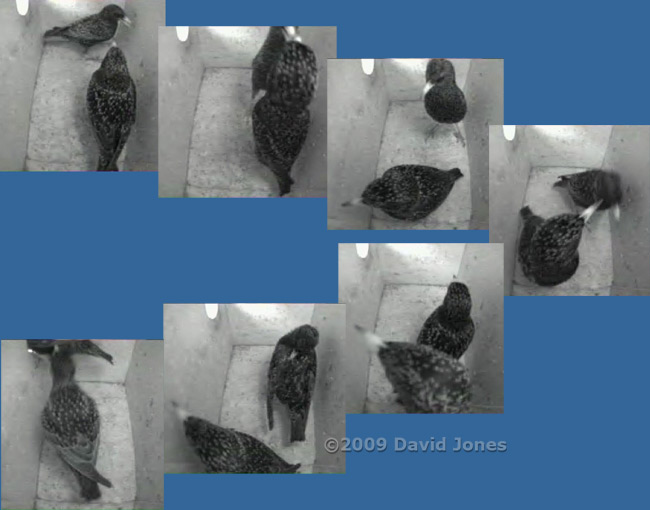 The female Starling dominates her mate