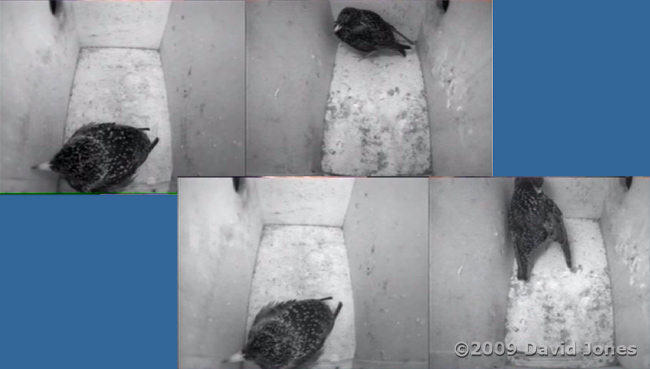 Restless Starlings at 9.30pm