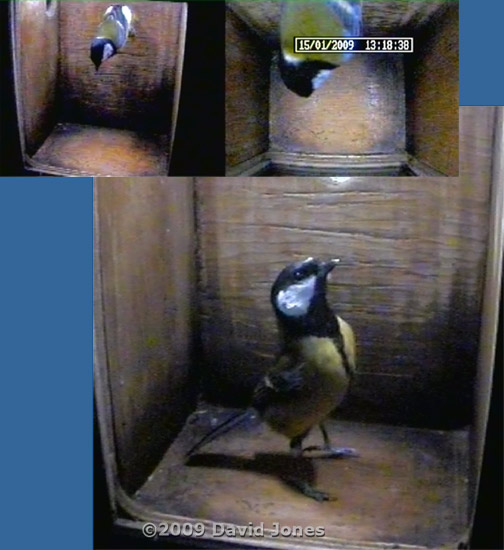 Great Tit female visits at 1.18pm