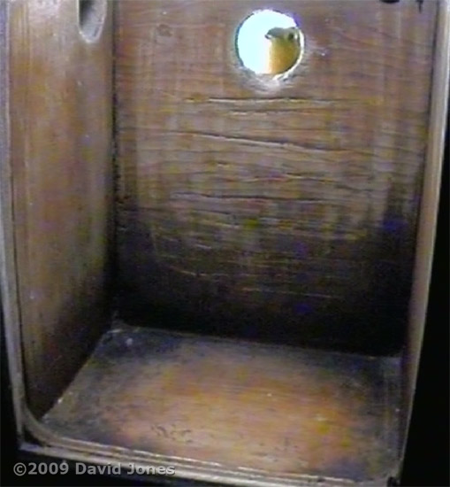 A Robin looks into the Great Tit nest box at 9.17am