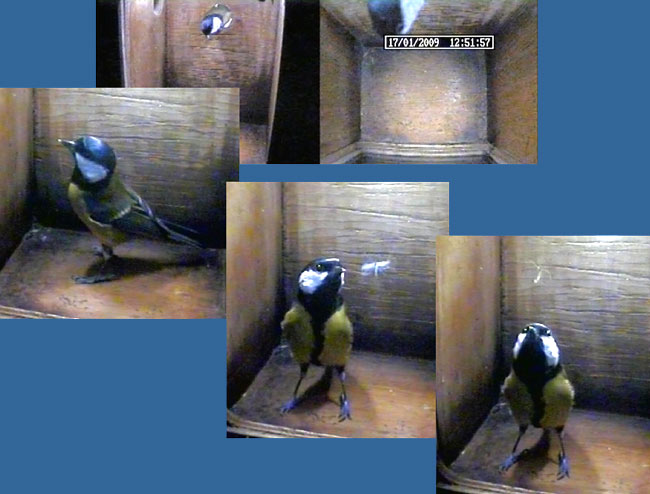 A Great Tit inspection at 12.52pm