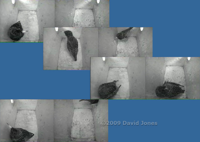 Starlings prepare to roost - 1