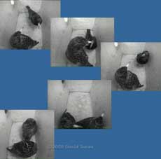 Starlings prepare to roost - 2