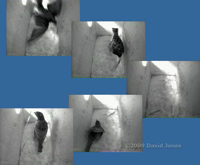 The Starling female brings in grass, and shuffles