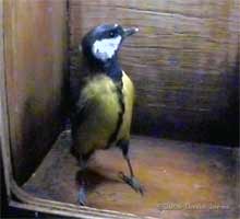 The Great Tit female inspects the nestbox