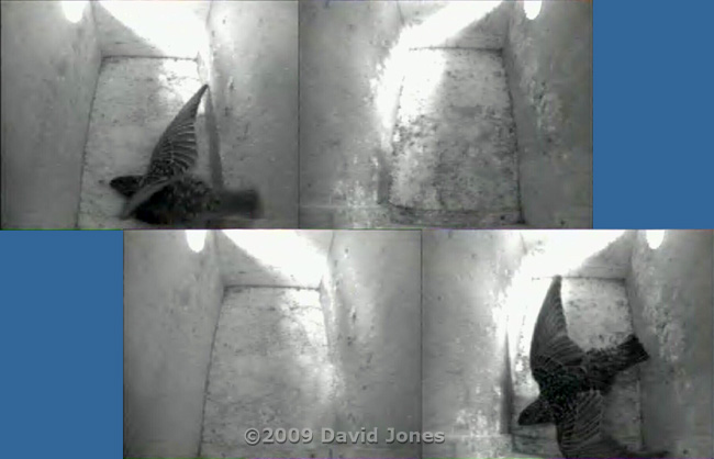 Starling female shuffles in both boxes