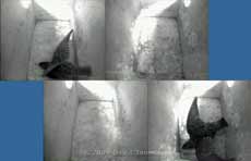 Starling female shuffles in both boxes