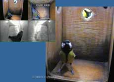 Great Tit pair inspect their nest box