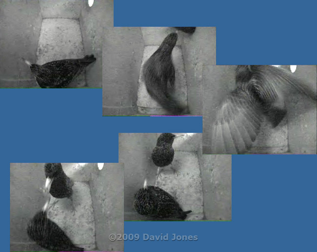 The Starling pair clash before roosting - 1