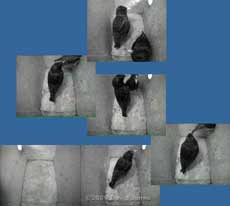 The Starling pair clash before roosting - 2