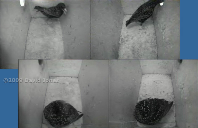 The Starling pair settle in for the night