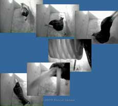 Starling female brings in a feather