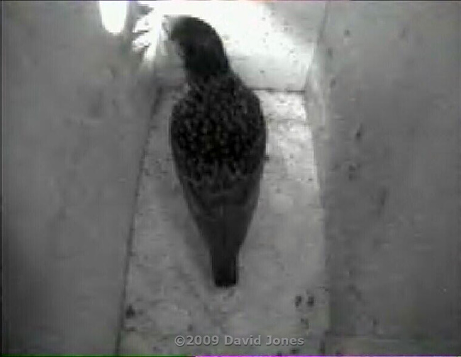 Starling female removes the feather