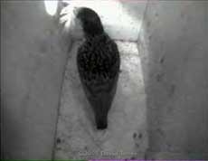 Starling female removes the feather