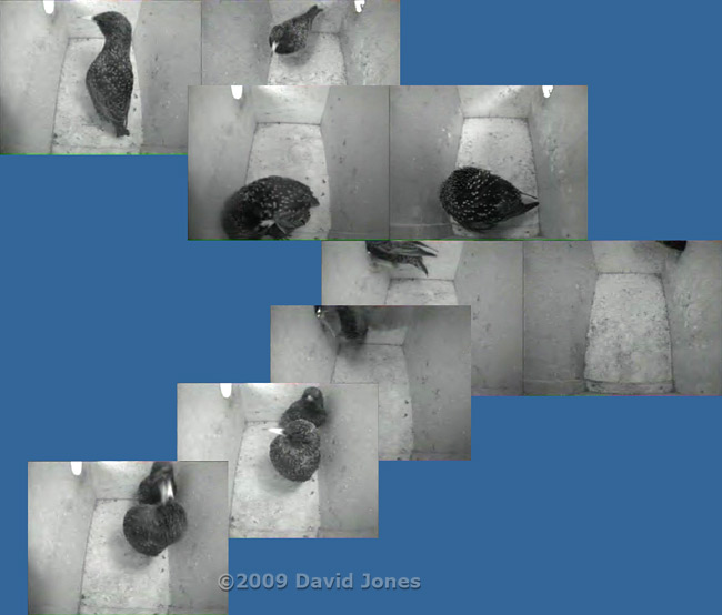 Starling male visits partner before roosting - 1