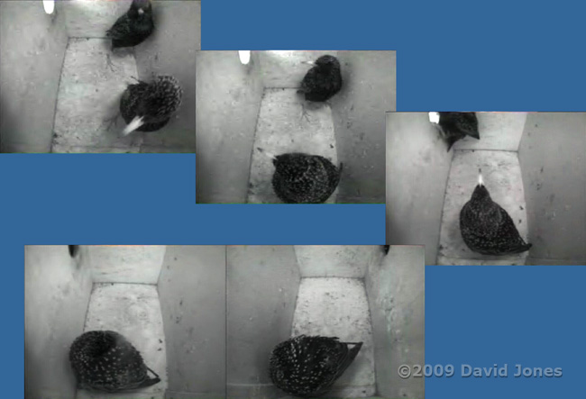 Starling male visits partner before roosting - 2