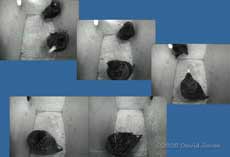 Starling male visits partner before roosting - 2