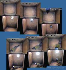 Great Tit nestbox - Pair makes an inspection visit, 30 December 2008