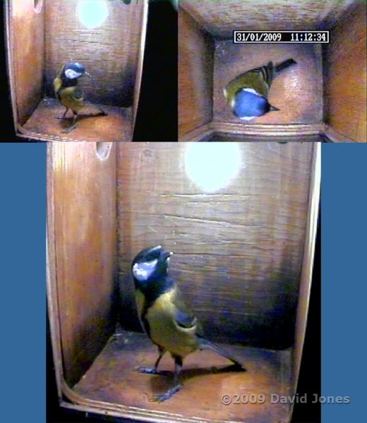 Great Tit female inspects the nest box