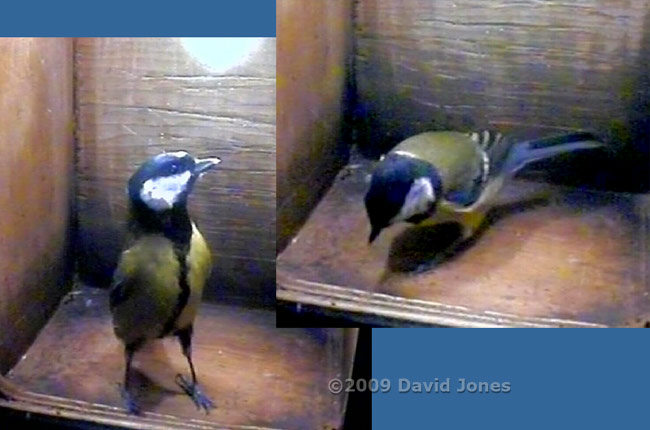Great Tit female inspects the nest box