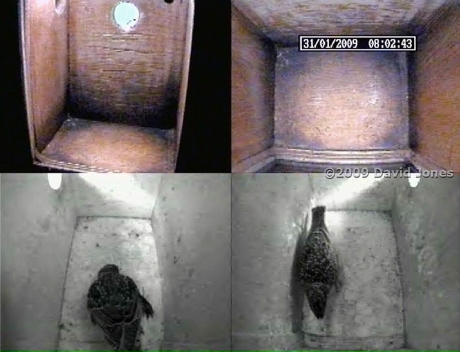 Starlings clean their boxes