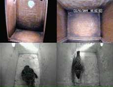 Starlings clean their boxes