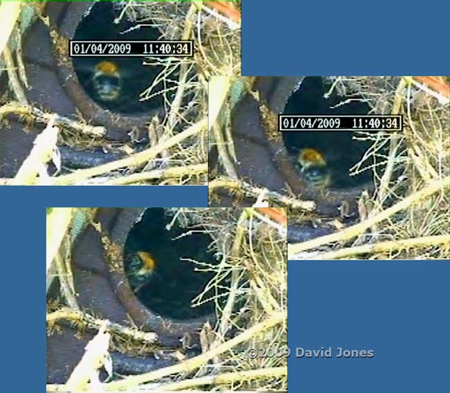 A common Carder Bumblebee visits the Robin box this morning