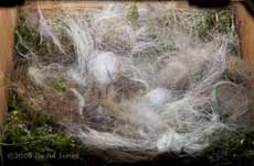 The Great Tit nest tonight