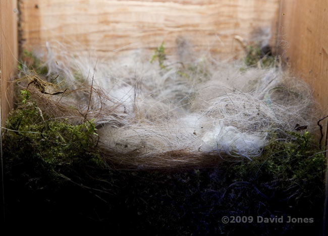 The Great Tit nest tonight - 2