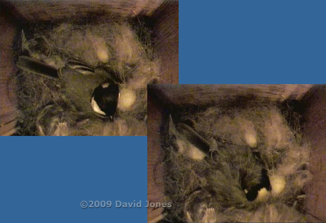 Great Tit female is roosting in her nest tonight