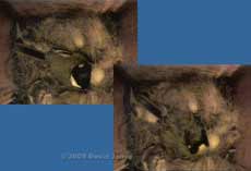 Great Tit female is roosting in her nest tonight