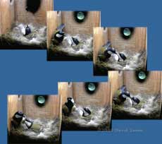 Great Tit courtship feeding sequence at 9.12am - 2