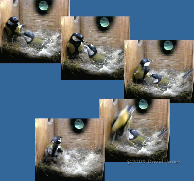 Great Tit courtship feeding sequence at 9.12am - 3