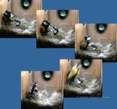 Great Tit courtship feeding sequence at 9.12am - 3