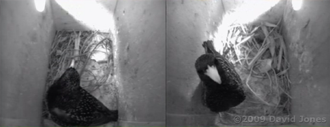 The Starlings return this morning