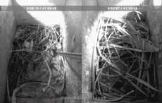 The state of the Starling boxes at noon