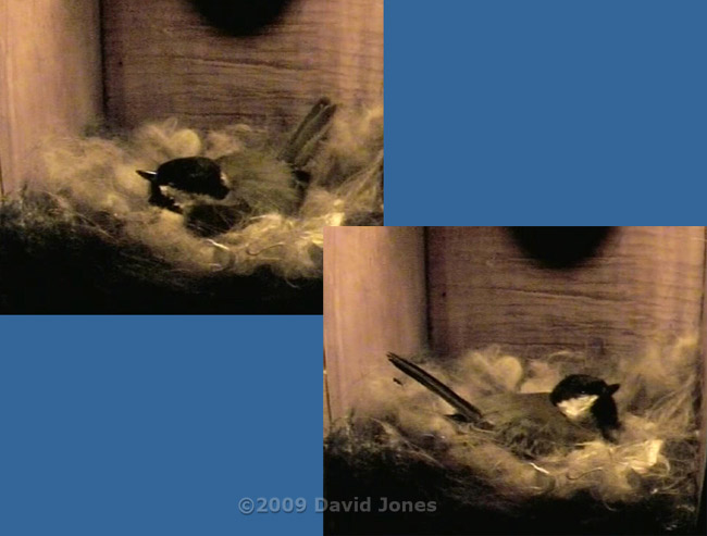 Great Tit female at around 4am this morning