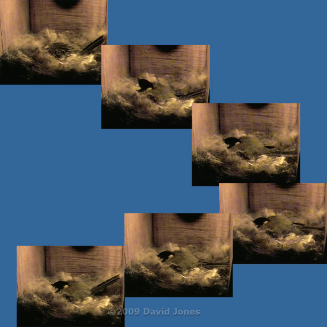 Great Tit female during egg laying at 4.25am this morning